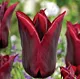 Tulipa Lasting Love Tulipan 'Lasting Love'5SZT