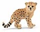 Młody gepard SLH14747