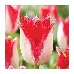 Tulipa Sweets Paradise Tulipan 'Sweets Paradise' 5SZT