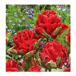 Tulipa Double Rococo Tulipan 5SZT