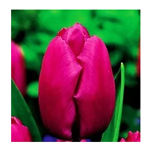 Tulipa Purple Prince Tulipan 'Purple Prince' 5SZT