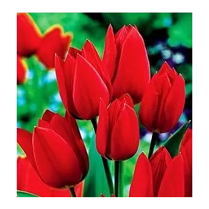 Tulipa Fiery Club Tulipan 'Fiery Club'5SZT
