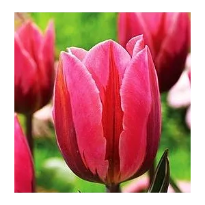 Tulipa Pretty Princess Tulipan 'Pretty Princess'5SZT