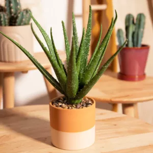 Roślina sztuczna SEMELA aloes 32 cm HOMLA