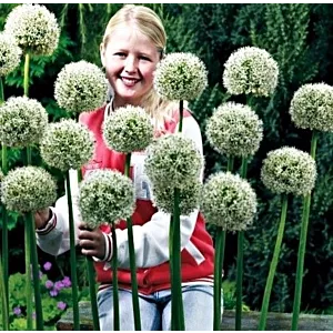 Allium White Giant Czosnek 'White Giant'