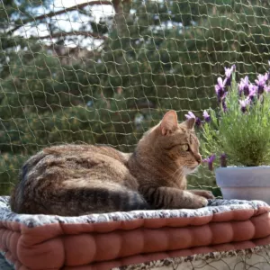 Siatka dla kota ochronna wzmocniona zwierzę balkon