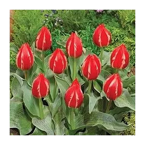 Tulipa Greiga Friendly Fire Tulipan 'Greiga Friendly Fire' 5SZT