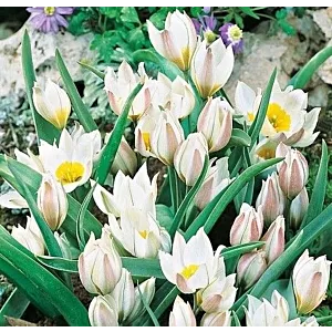 Tulipa Polychroma Tulipan 'Polychroma'' 5SZT