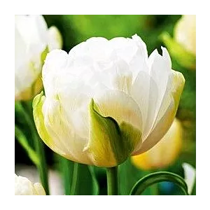 Tulipa Maureen Double Tulipan 'Maureen Double' 5SZT