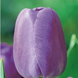 Tulipa Purple Pride Tulipan 'Purple Pride' 5SZT