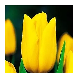 Tulipa Strong Gold Tulipan 'Strong Gold 5SZT