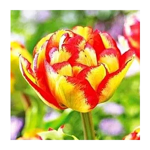 Tulipa Sundowner Tulipan 'Sundowner' 5SZT