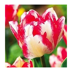 Tulipa Cartouche Tulipan 'Cartouche5SZT