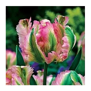 Tulipa Green Wave Tulipan 'Green Wave'5SZT