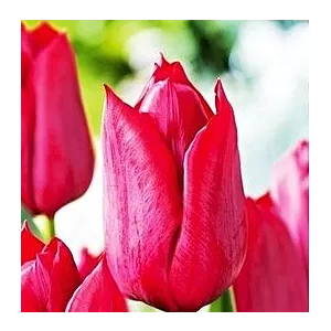 Tulipa Strong Love Tulipan 'Strong Love 5SZT