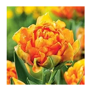 Tulipa Orca Tulipan 'Orca' 5SZT