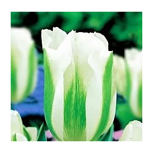 Tulipa Green Spirit Tulipan 'Green Spirit' 5SZT