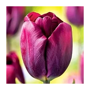 Tulipa Purple Lady Tulipan 'Purple Lady'5SZT