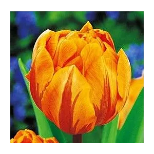 Tulipa Orange Princess Tulipan 'Orange Princess' 5SZT