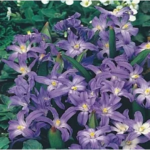 Chionodoxa luciliae Rose Queen Śnieżnik lśniący 'Rose Queen' 5 SZT.