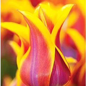 Tulipa Sonnet Tulipan 'Sonnet' 5SZT