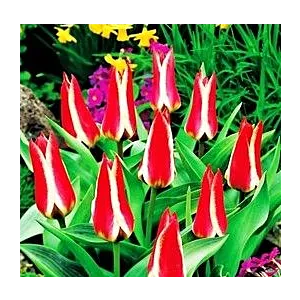 Tulipa Pinocchio Tulipan 'Pinocchio' 5SZT