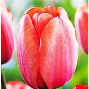 Tulipa Apricot Impression Tulipan 'Apricot Impression' 5SZT