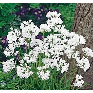 Allium neapolitanum Czosnek Neapolitański 5 SZT.