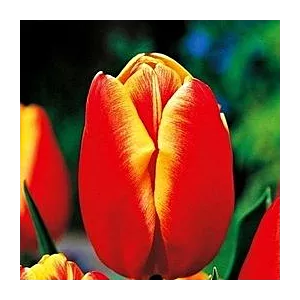 Tulipa Dow Jones Tulipan 'Dow Jones'5SZT