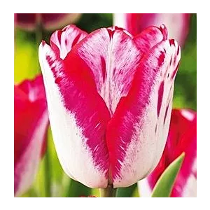 Tulipa Just Kissed Tulipan 'Just Kissed'5SZT