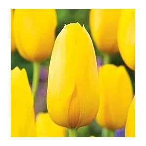 Tulipa Muscadet Tulipan 'Muscadet'5SZT