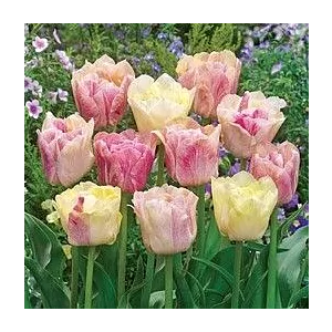Tulipa Silk Road Tulipan 'Silk Road' 5SZT