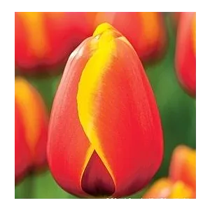 Tulipa World Friend Tulipan 'World Friend'5SZT