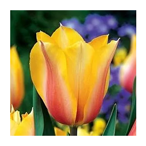Tulipa Blushing Lady Tulipan 'Blushing Lady' 5SZT