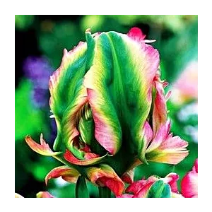 Tulipa Exotic Parrot Tulipan 'Exotic Parrot' 5SZT