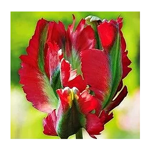 Tulipa Red Wave Tulipan 'Red Wave' 5SZT