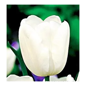 Tulipan White Dream -5szt
