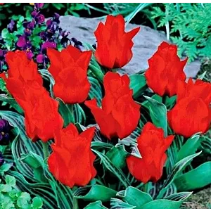 Tulipa Red Riding Hood Tulipan 'Red Riding Hood' 5SZT