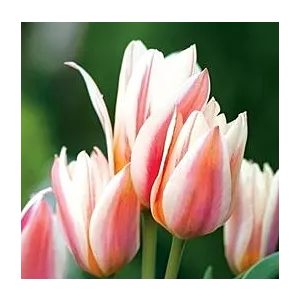 Tulipa Serano Tulipan 'Serano'5SZT