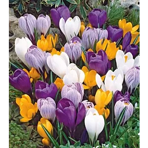 Crocus - Krokus Mix- 5szt