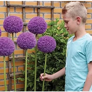 Allium Gladiator Czosnek 'Gladiator'