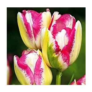 Tulipa Del Piero Tulipan 'Del Piero'5SZT