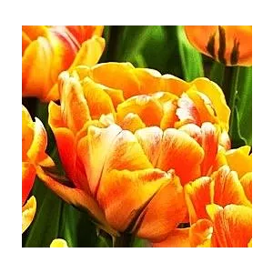 Tulipa Foxy Foxtrot Tulipan 'Foxy Foxtrot'5SZT