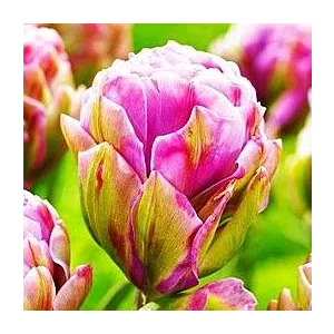 Tulipa Violet Prana Tulipan 'Violet Prana' 5SZT
