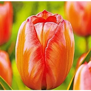 Tulipa Design Impression Tulipan 'Design Impression' 5SZT