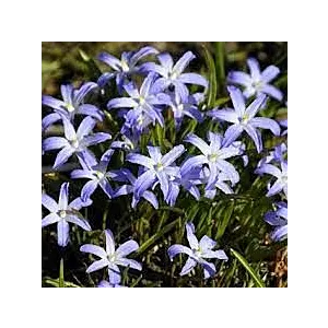 Chionodoxa luciliae Violet Beauty Śnieżnik lśniący 'Violet Beauty' 5SZT.