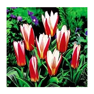 Tulipa Heart's Delight Tulipan 'Heart's Delight' 5SZT