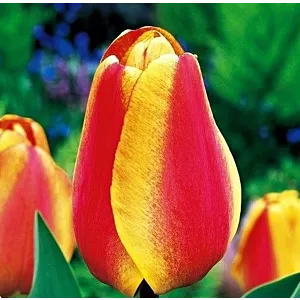 Tulipa Apeldron's Elite Tulipan 'Apeldorn's Elite 5SZT