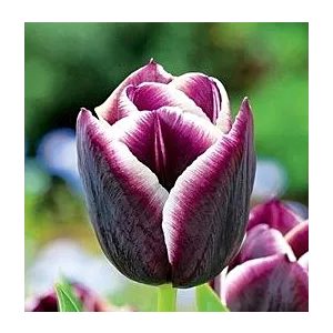 Tulipa Jackpot Tulipan 'Jackpot' 5SZT